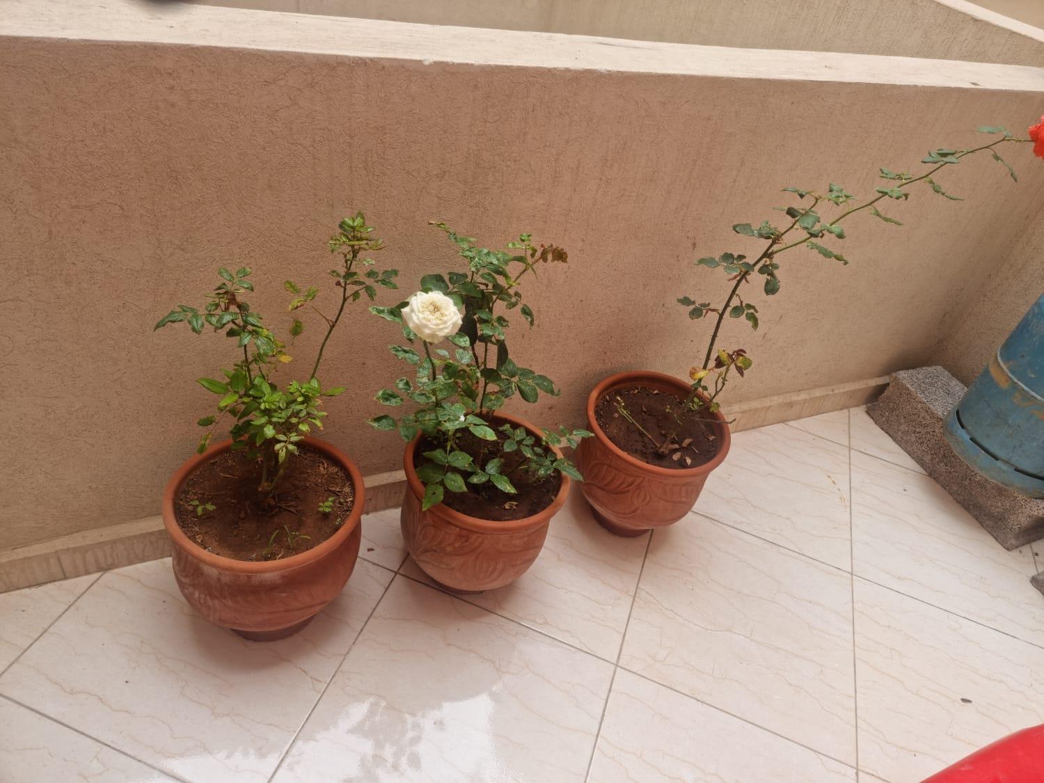 Apprt Ennakhil 3 Apartment El Jadida Exterior photo